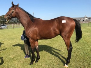 パーシステントリー2015