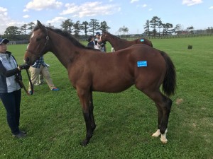 シーイズトウショウ2016