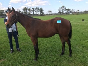 ウルトラブレンド2016