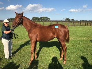 シルクユニバーサル2016