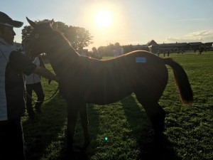光り輝く 大空高く 燃える牝馬だ チャンスに強いぞ プチノワール2016