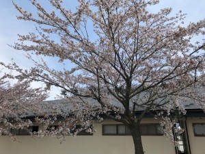 桜がキレイだった(桜かは未確認)