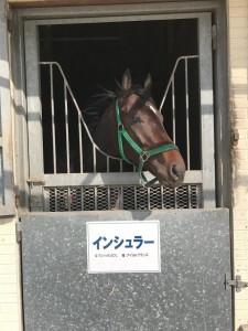 インシュラー