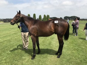 プリモスター2016