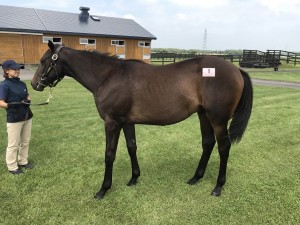 シルキーラグーン2016