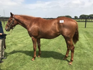 シルクユニバーサル2016