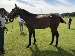 ヴィヤダーナ2016