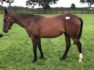 ミュージカルロマンス2016