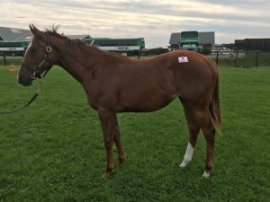 ターシャズスター2016