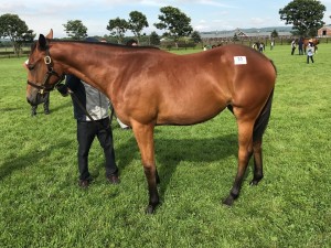 アーデルハイト2016