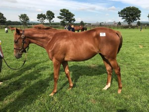 ラックビーアレディトゥナイト2016