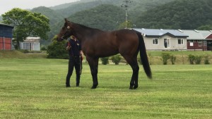 ロードの馬 3