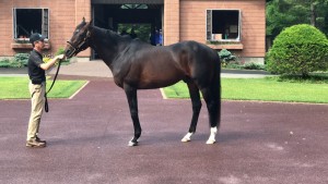 ディープインパクト