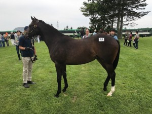 カニョット2016