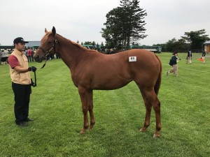 クーデンビーチ2016