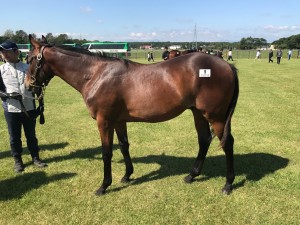 ビキニブロンド2016