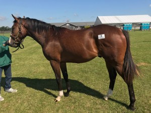 ヒルダズパッション2016