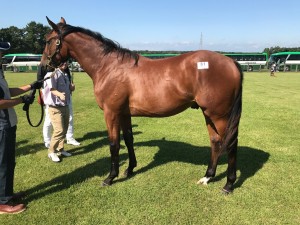 クリソプレーズ2016