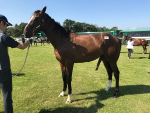 アヴェンチュラ2016