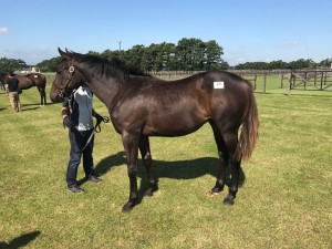 クライフォージョイ2016