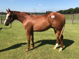 ポロンナルワ2016