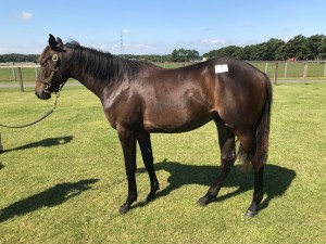 ディアデラノビア2016