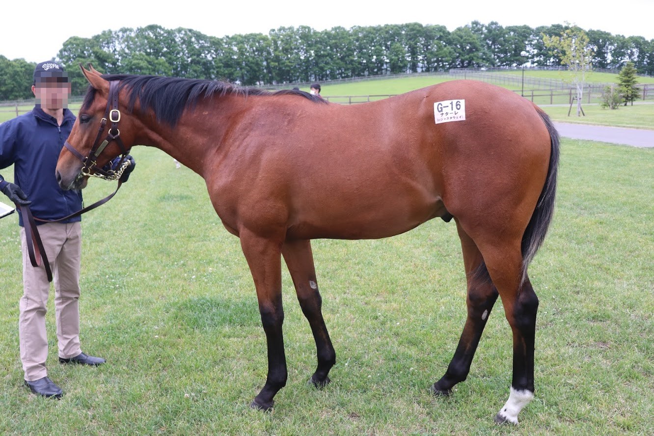 【募集予想】G1サラブレッドクラブ 追分ファーム2019年生産馬からの適当予想