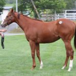ロードサラブレッドオーナーズ 19年度募集馬の馬名決定 スピニングワイルドキャット18はフライングバレル 馬主にゅーす