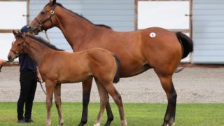 ロードサラブレッドオーナーズ 馬主にゅーす