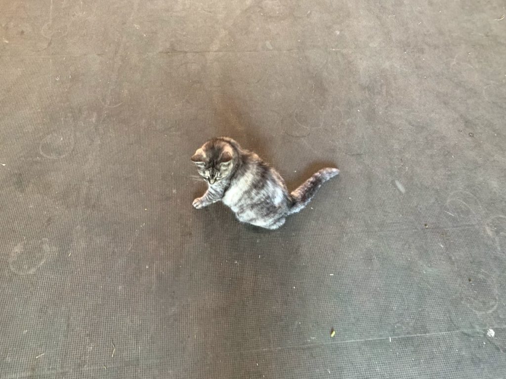 スタリオンズ2021エピファネイヤ キズナ オルフェーヴル キタサン