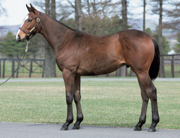 G1サラブレッドクラブに入会することになった馬がデビュー 昼飯を隠す